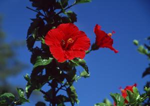 2026年最新版！那須のレジャー施設徹底ガイド：家族で楽しむ絶景とアクティビティ