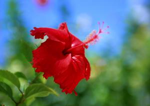 簡単予約で関東発のスキーツアー